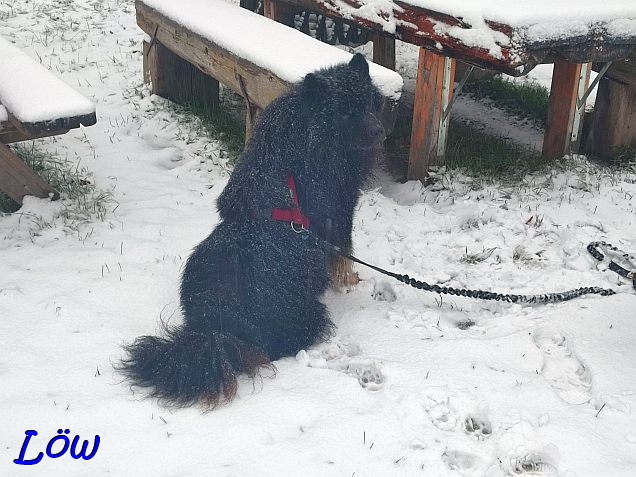 9.12.2024 - Howard im Schnee